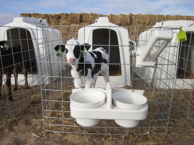 Accessories Calf Hutch