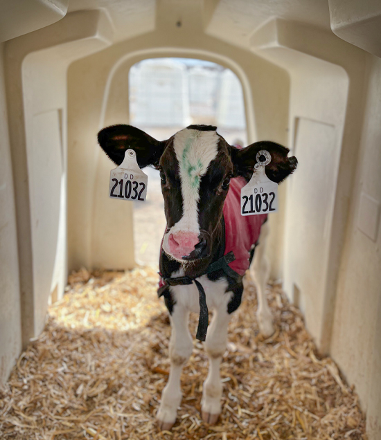 HaxtunCalfInsideSLHutch