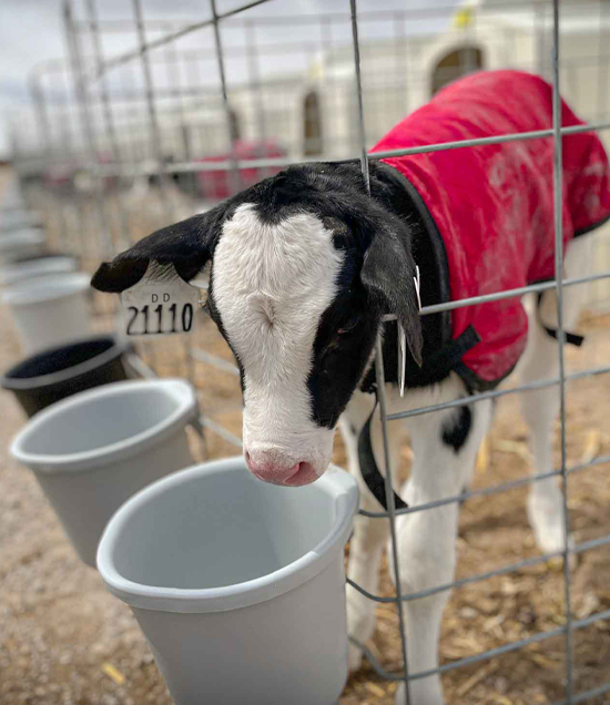 HaxtunCalfinRancher2