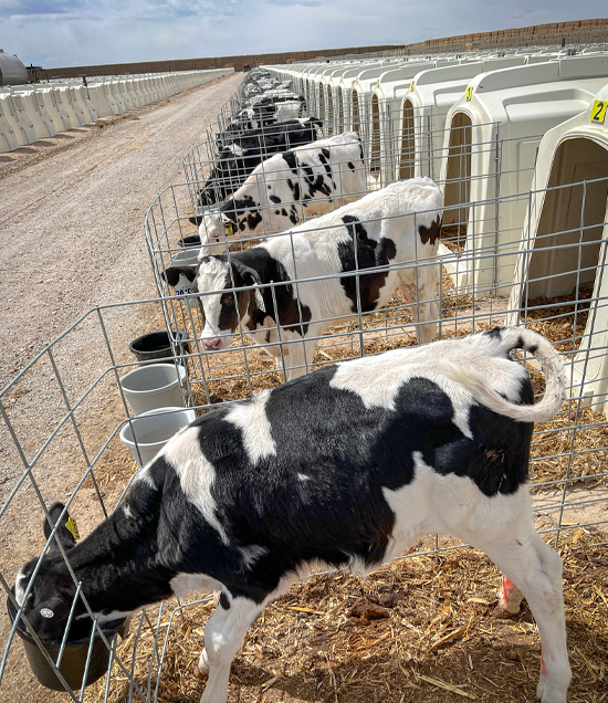 HaxtunSLHutchesinRow2