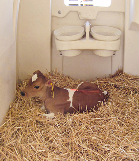 SL_HutchWithCalfInside2