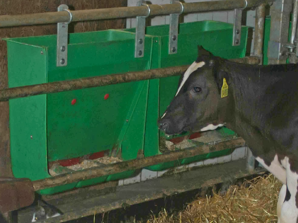 444_WithCattle_LR