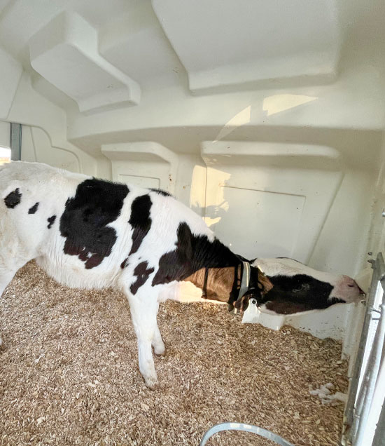 BuddyHutch_CalfInsideFeeding_LR