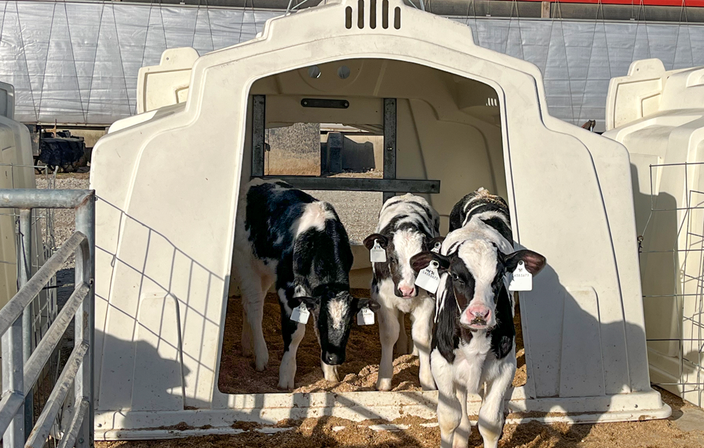 Group Calf Housing - Calf Hutch