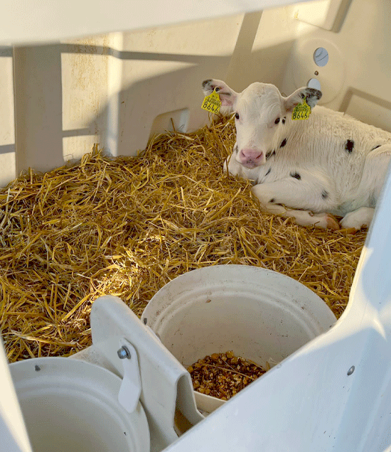 SLHutchSideWindowWithCalf.2_LR