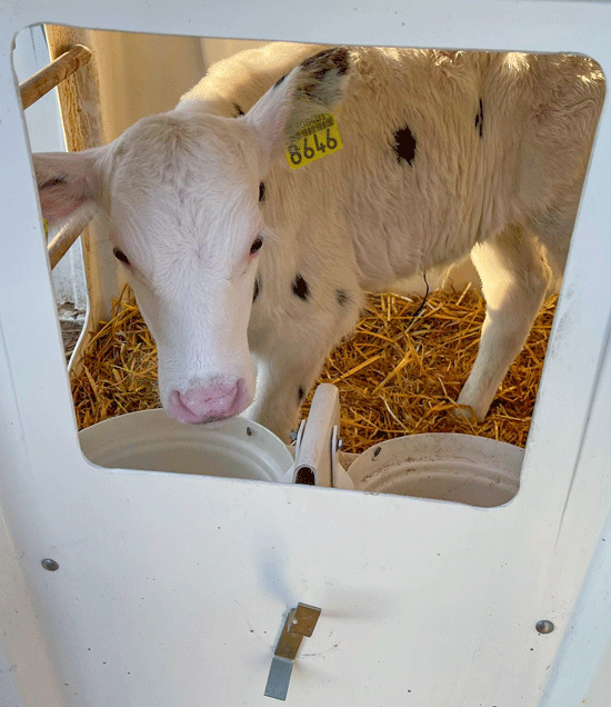 SLHutchSideWindowWithCalf_LR