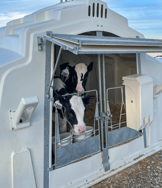 BuddiesInSupremeBuddyHutch_LR