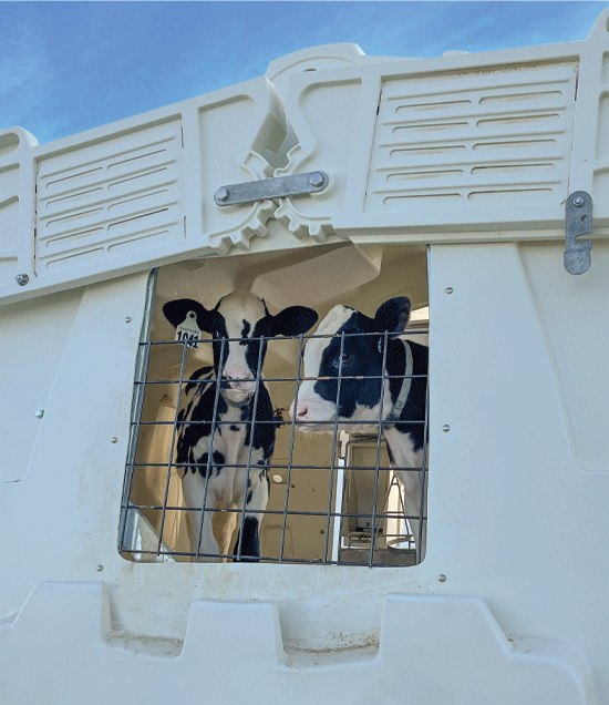 BuddiesInSupremeHutchRearView.2_LR