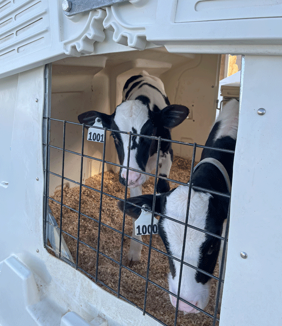 BuddiesInSupremeHutchRearView_LR