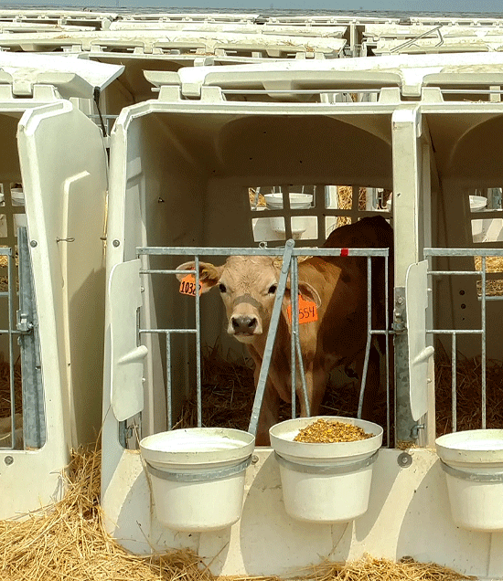 CalvesInTripleFlexHutch_LR