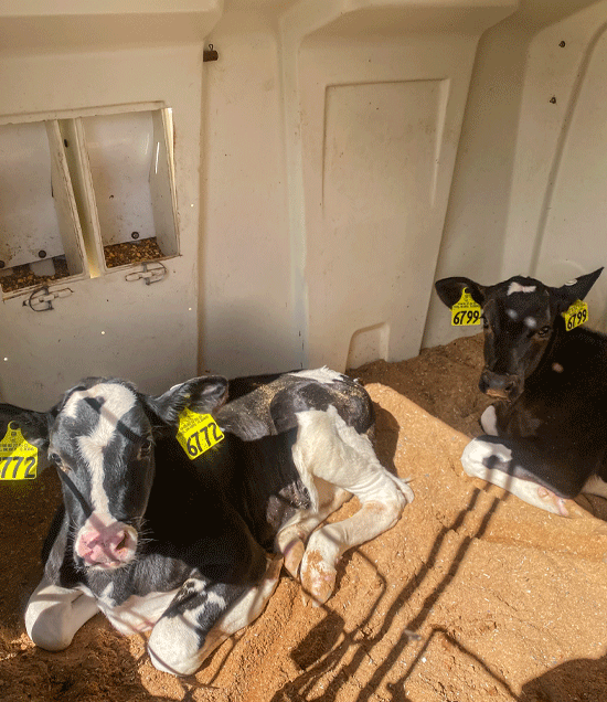 LauraRaatz_SupremeBuddyHutch_LR