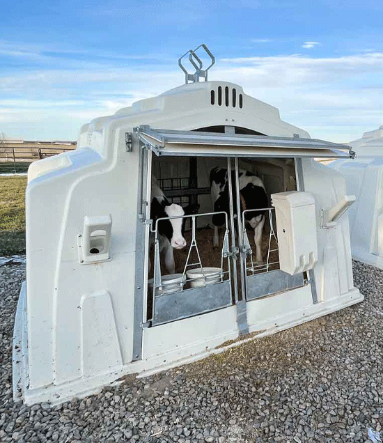 SupremeBuddyHutchWithCalves_LR