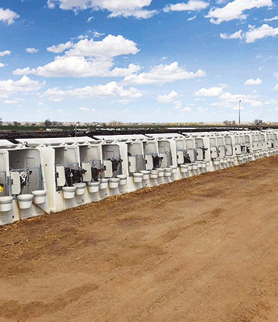 TripleCalfHutchField_LR