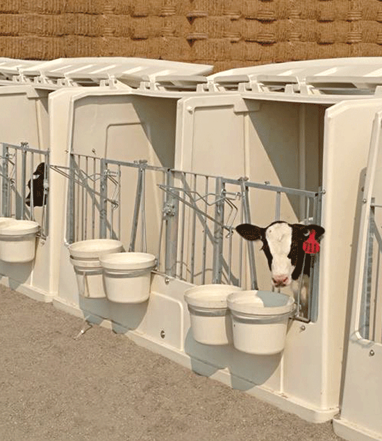 TripleFlexHutchWithCalvesHay_LR