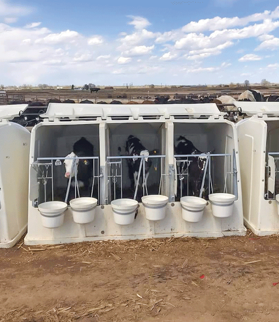 TripleFlexHutchWithCalves_LR