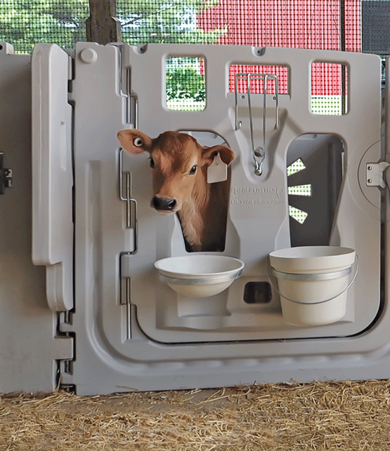 CalfInUltraFlexPen.3_LR