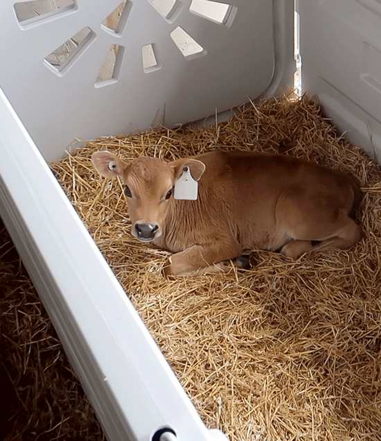 JerseyCalfInUltraFlexPen_LR