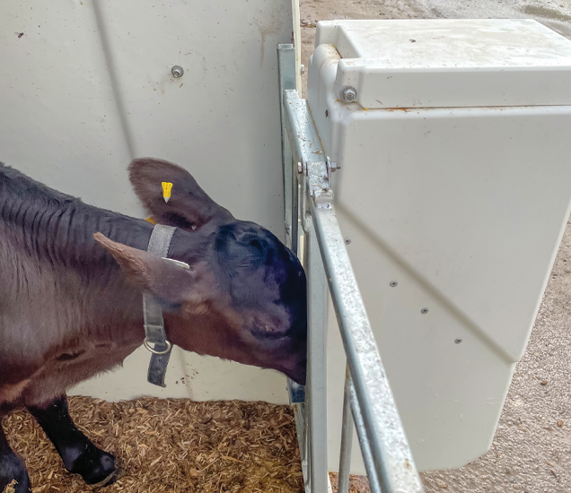 2444_CalfUsingGrainFeeder.2