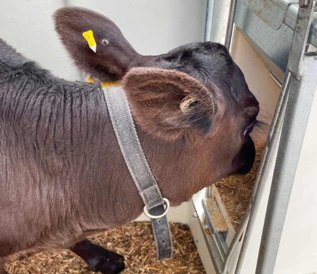 2444_CalfUsingGrainFeeder