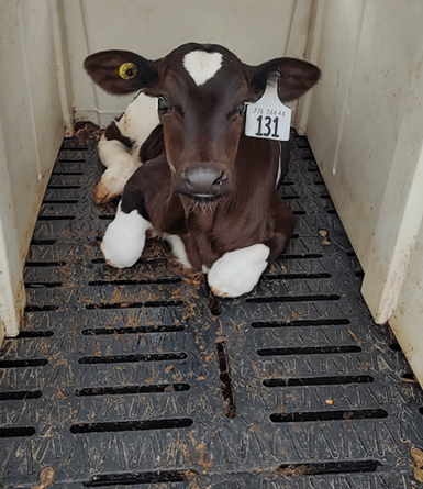 CalfinFlexHutchOnSlatFloor.2