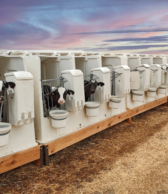 Single-Calf Housing