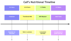 Calves nutritional needs - Single calf housing