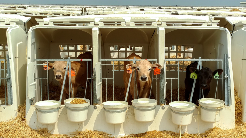 outdoor calf housing