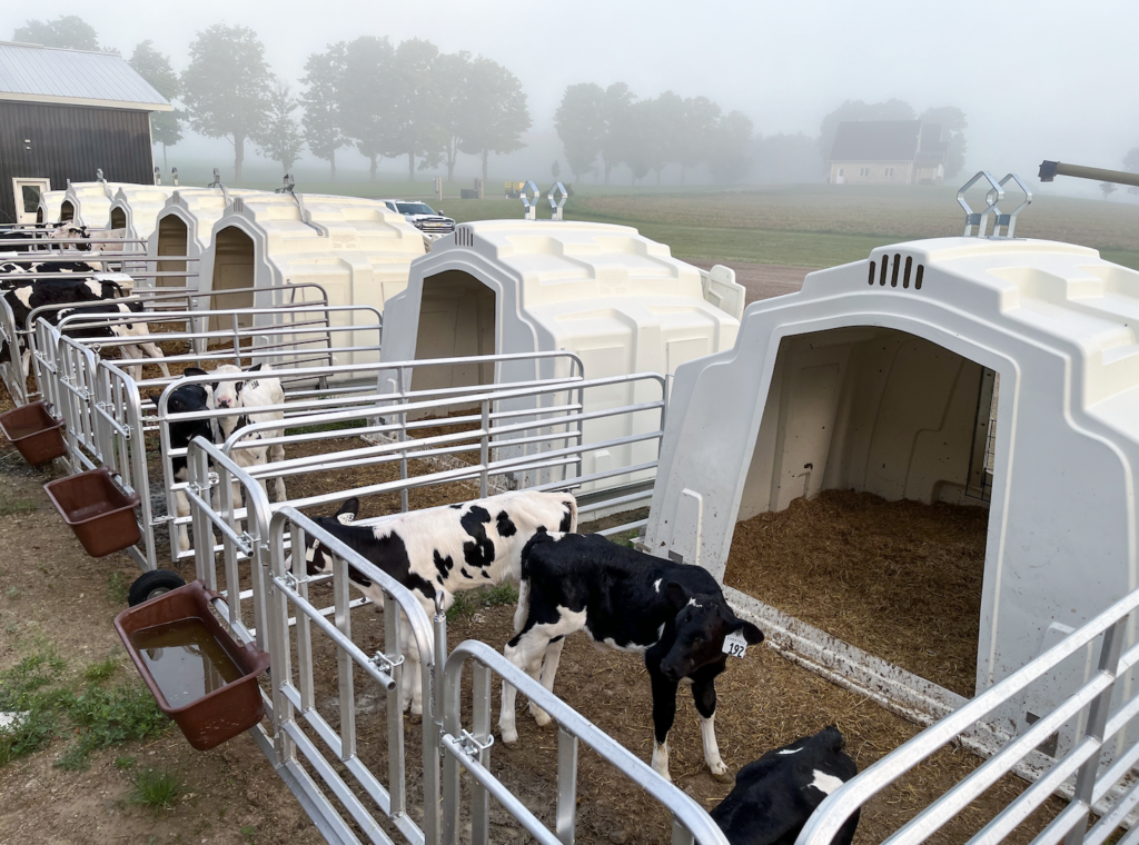 outdoor calf housing 4