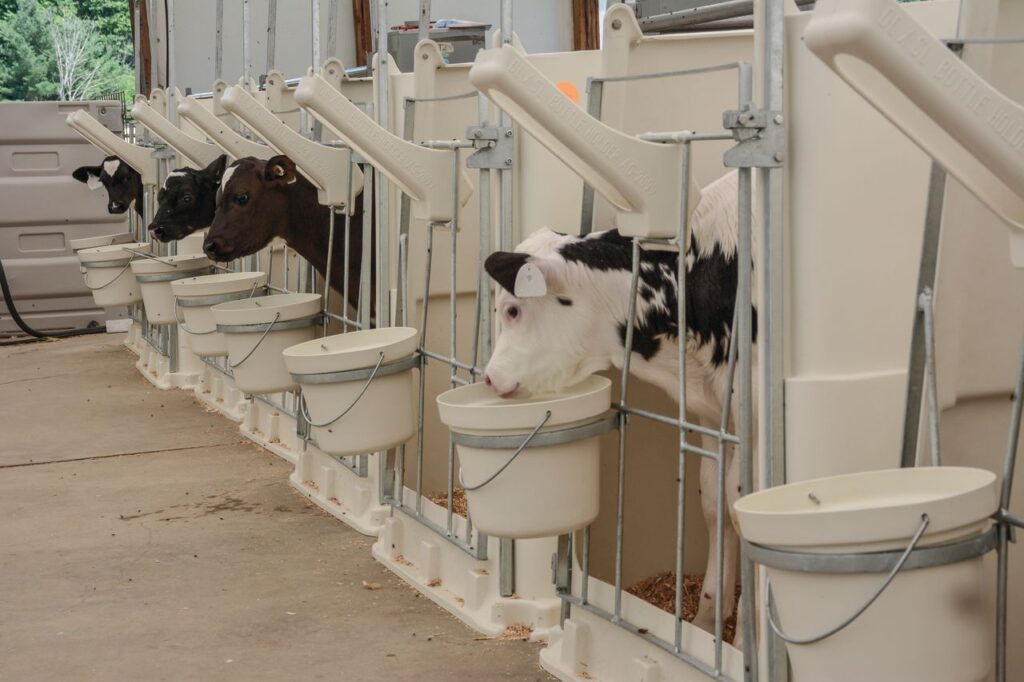 starter pens for calf development