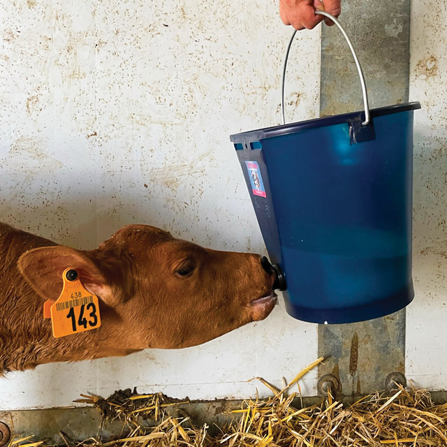 Milk Bar Calf Buddy 1-9L Feeder