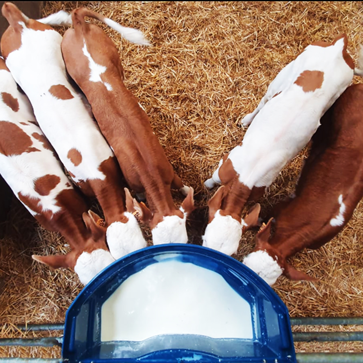 Milk Bar Calf Buddy 5-50L Feeder