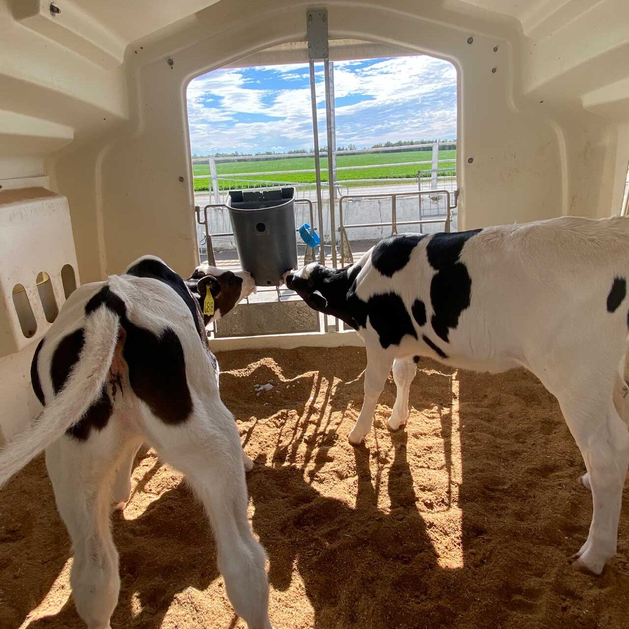 Milk Bar 2 Calf Hanging Feeder