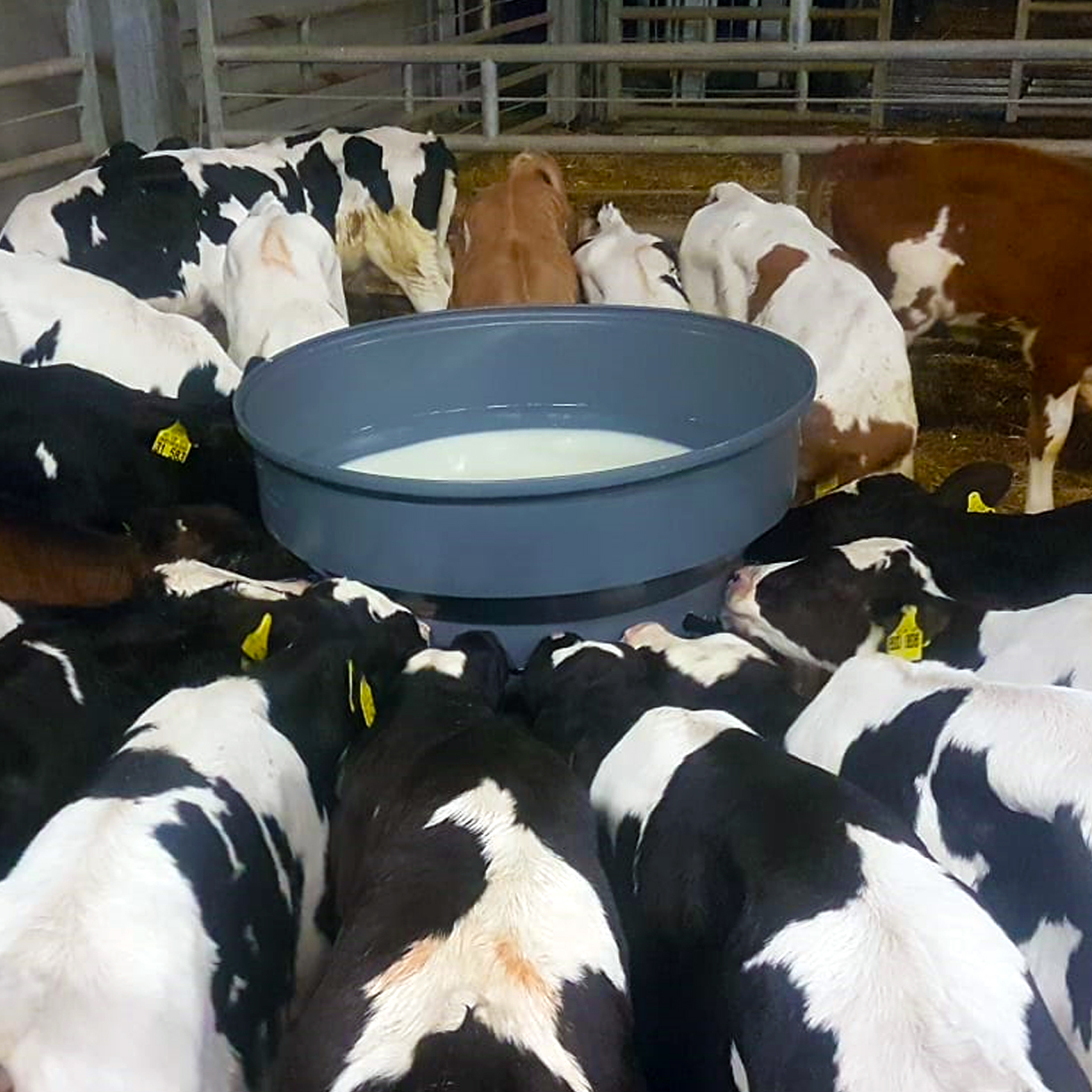 Milk Bar 20 Calf Feeder