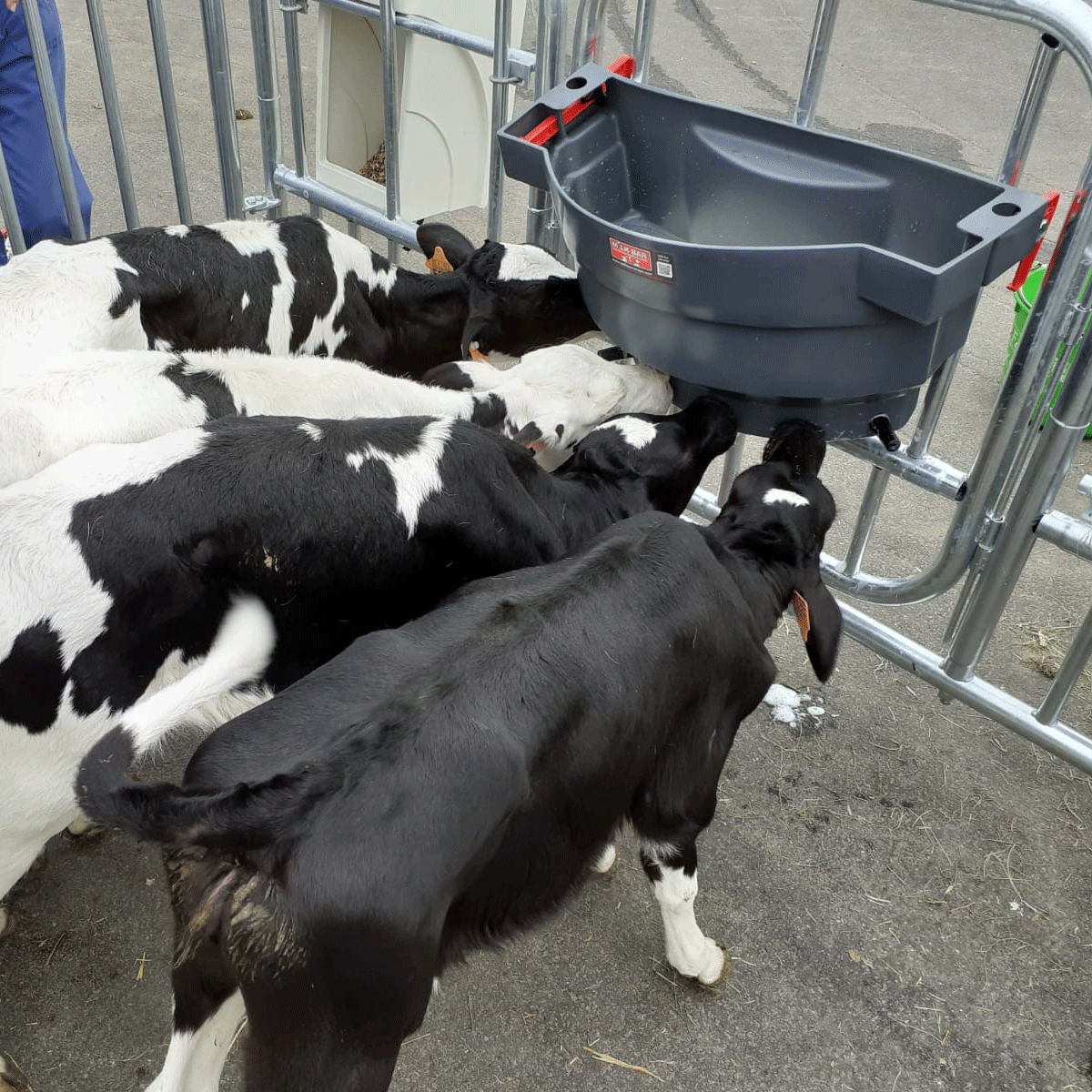 Milk Bar 6 Calf Hanging Feeder