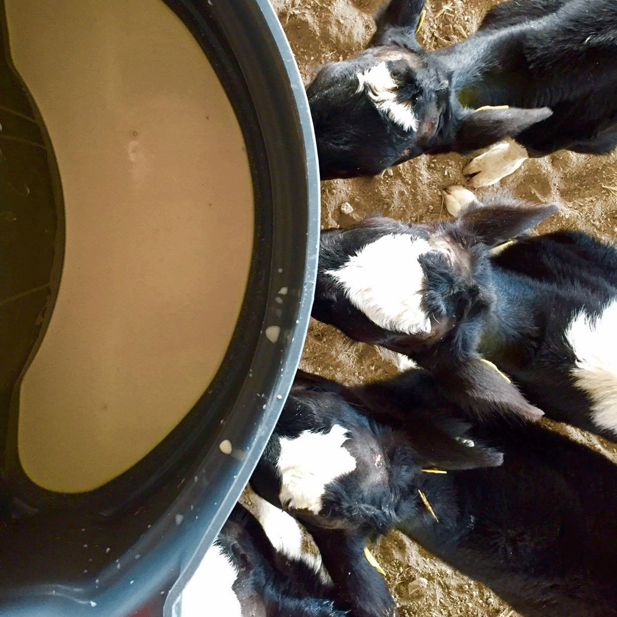 Milk Bar 5 Calf Feeder