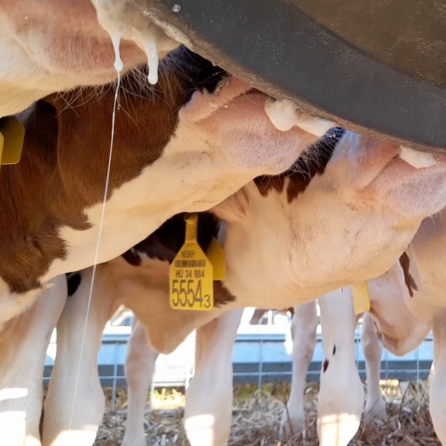 MB 10 XL Calf Feeder