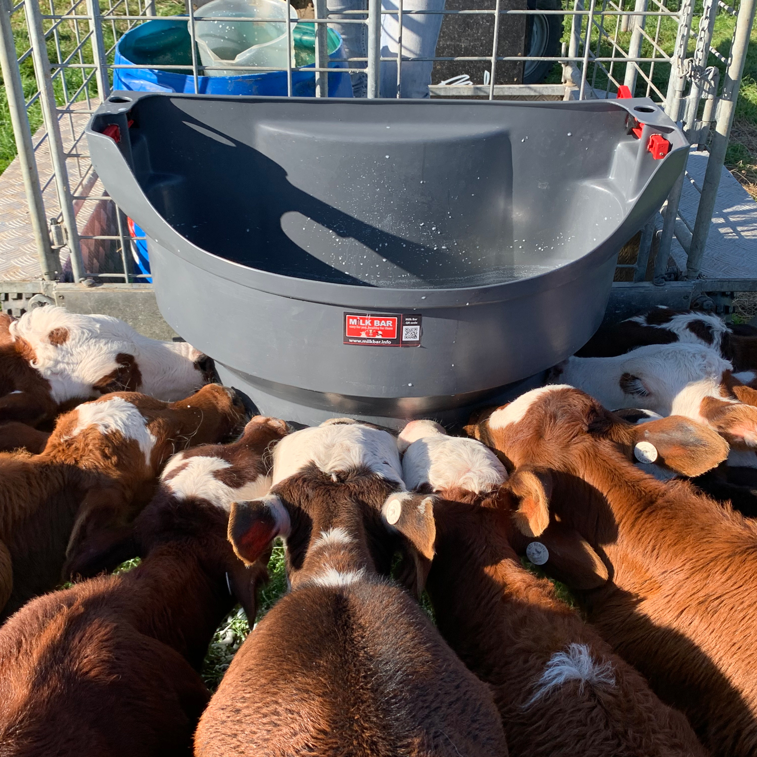 Milk Bar 8 Calf Feeder