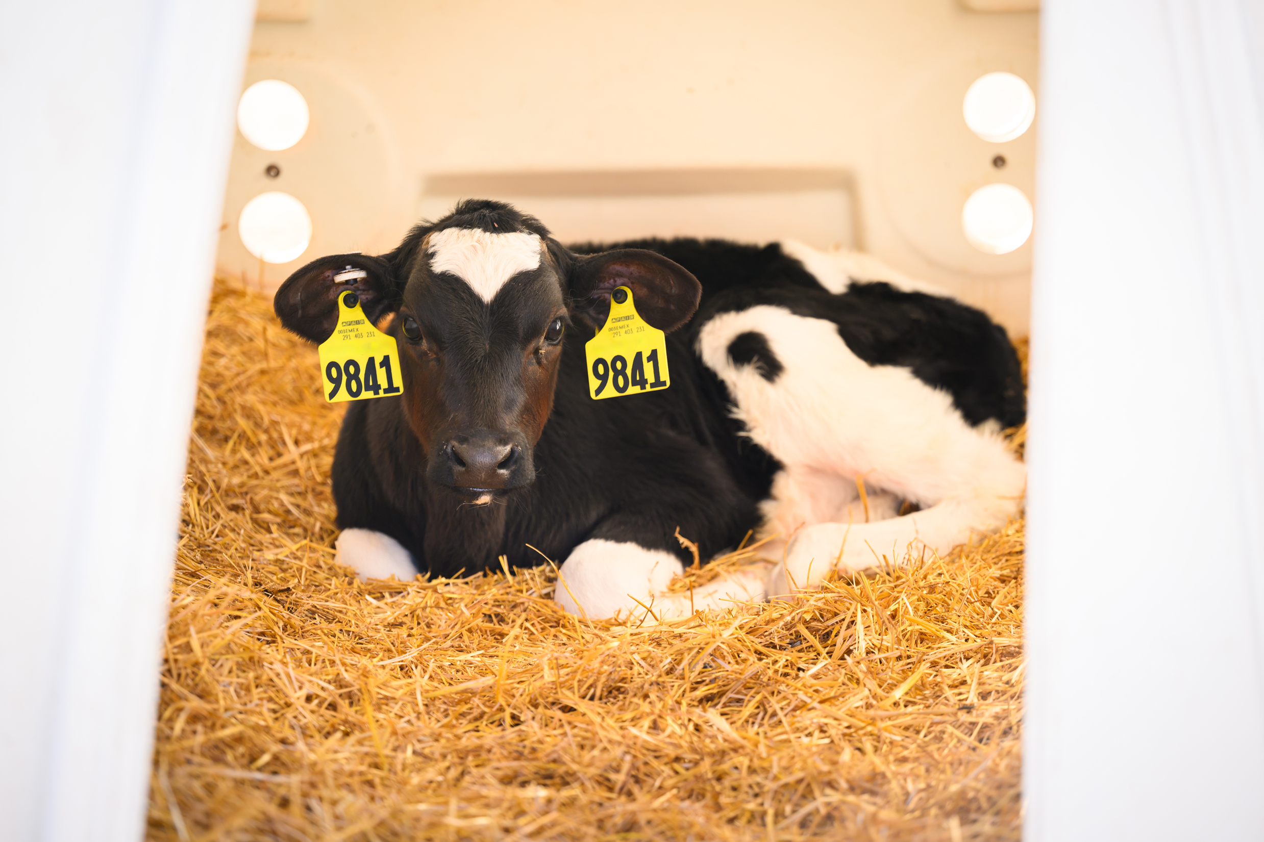 Calf laying in hutch