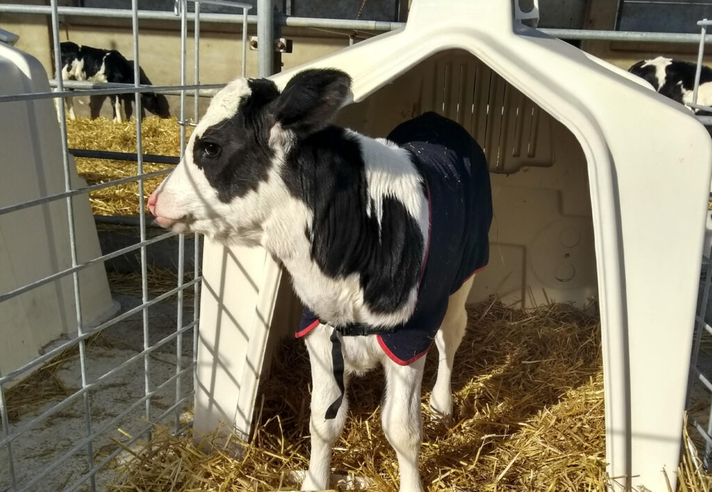 SSL Rancher Hutch with Calf