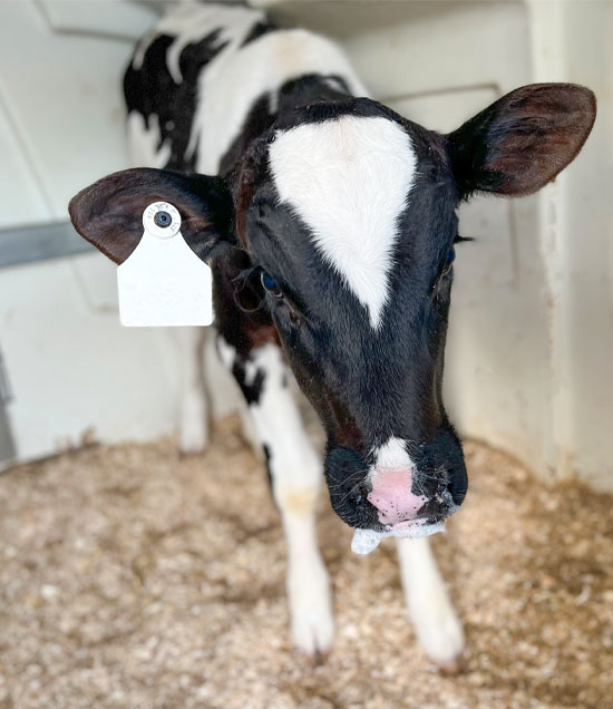RevNipple_HappyCalf_LR.jpg
