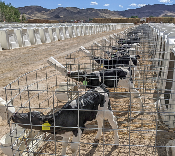 CalvesFeedingRancherHutches