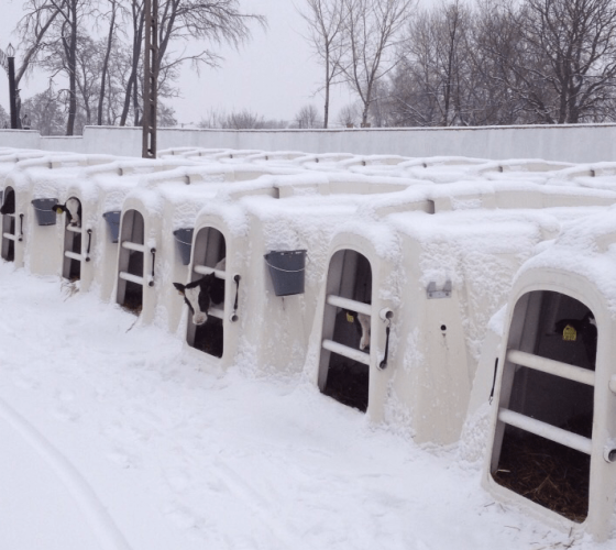 EXLCalfHutchesInSnow