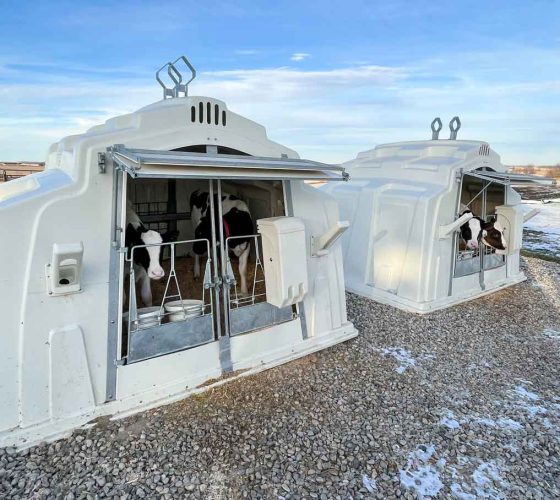 SupremeBuddyHutchWithCalves_LR